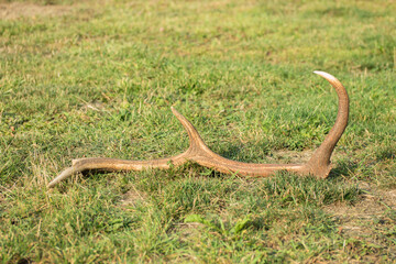 Deer antlers of young deer male on the grass in a meadow. In mid September deer rut begins. Shedding season is from January to March.