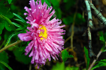 Fototapeta premium Side view - aster flower with pink petals, yellow core and green leaves near a tree branch.