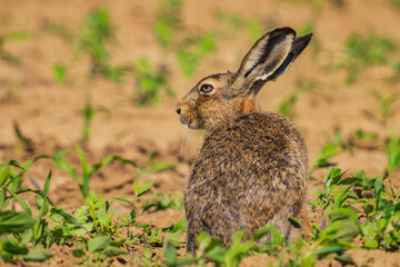 The European hare (Lepus europaeus), also known as the brown hare, is a species of hare native to Europe and parts of Asia. 