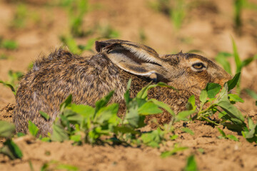 The European hare (Lepus europaeus), also known as the brown hare, is a species of hare native to Europe and parts of Asia. 