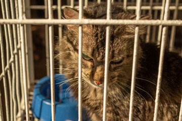 Um gato tigrado preso dentro de uma gaiola em uma feira de adoção em Goiânia.