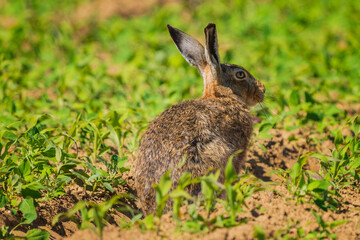 The European hare (Lepus europaeus), also known as the brown hare, is a species of hare native to Europe and parts of Asia. 