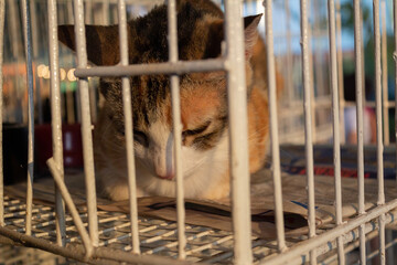 Um gato tricolor, triste, preso em gaiola em evento de adoção de animais em Goiânia.