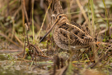 Common snipe, gallinago gallinago, sitting on the ground and hiding in a vegetation of wetland. Wading bird with long beak and brown camouflaging feathers on riverside.