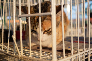 Um gato tricolor, triste, preso em gaiola em evento de adoção de animais em Goiânia.