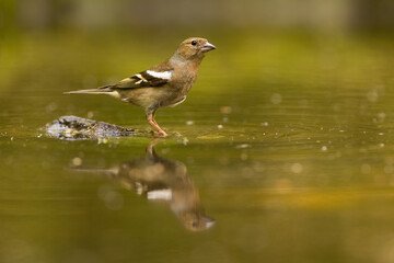 Female chaffinch, fringilla coelebs, sitting in a shallow water in pond about to drink or bathe. Symmetrical reflection of a little passerine bird on a surface.