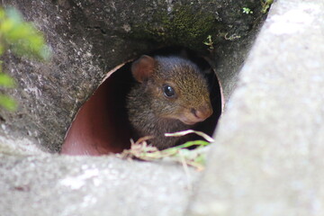 Baby agouti