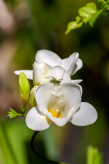 Grasshopper (Tettigonia cantans) sitting on a freesia flower  close-up