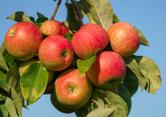  red apples on the tree in harvest season