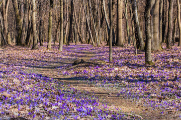 Forest ground full of crocus flowers as first signs of spring season