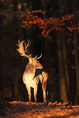 Illuminated fallow deer, dama dama, standing in forest in autumn. Spotted mammal with antlers...