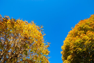 Yellow and orange leaves on the tree in the autumn. Fall season background