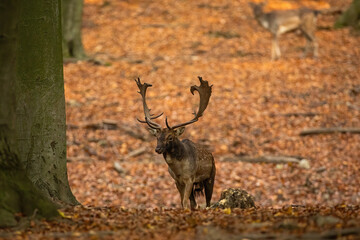 Fallow deer, dama dama, approaching on foliage in forest in autumn. Male spotted mammal walking in woodland in fall. Stag moving on leaves in color environment.