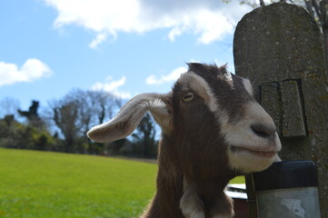 goat on the meadow