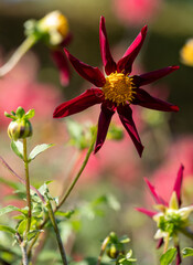 Stunning deep red star shaped dahlia flowers by the name Verrone's Obsidian, photographed with a macro lens on a sunny day in late summer in a garden at RHS Wisley, near Woking in Surrey UK