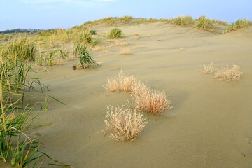 KALININGRAD REGION, RUSSIA - OCTOBER 09, 2014: Autumn landscape of the Curonian Spit