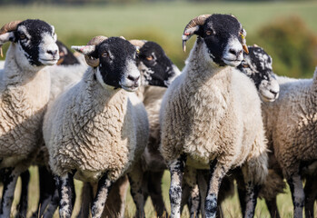 Flock of Swaledale ewes sheep with horns, walking