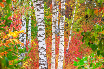 Birch grove on sunny autumn day, beautiful landscape close-up through foliage and tree trunks