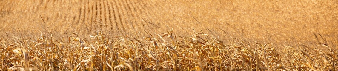 Autumn agricultural landscape, background, panorama - view of the corn field in the rays of the autumn sun, close-up, horizontal banner