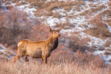 Deer in the mountains in spring looking for food. Herd of wild deer.