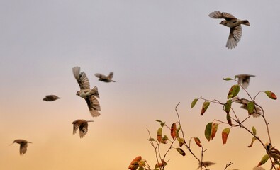 birds in the sky