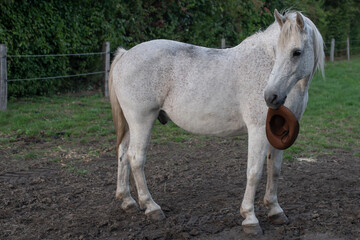 Obraz premium Weißes Pferd steht auf einem Feld