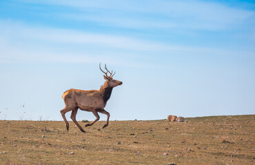 Deer in the mountains in spring looking for food. Herd of wild deer.