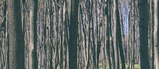 Spring landscape, banner, background - view of the tree trunks of the deciduous forest in the rays of the spring sun