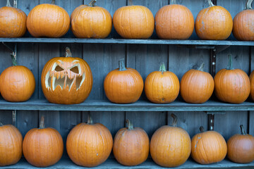 Geschnitzter Kürbis zwischen Halloween Kürbissen als Hintergrund