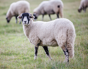 Swaledale ewe in field, more sheep in background