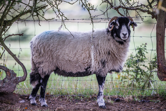 Swaledale ewe sheep sheltering under a bush, barbed wire fence behind