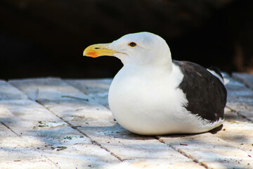 close up of seagull resting