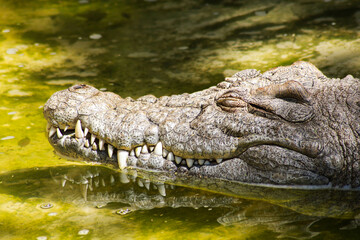 Crocodile or alligator in the water