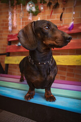 Perro raza dachshund en un banco de colores