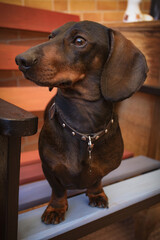 Perro raza dachshund en un banco de colores