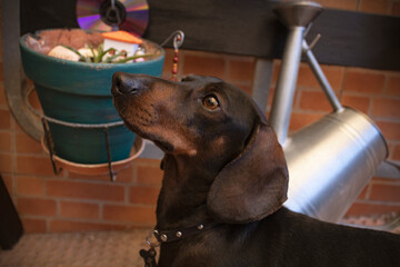 Perro raza dachshund mirando