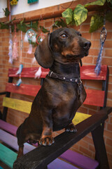 Perro raza dachshund en un banco de colores