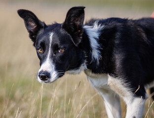 Headshot of cute border collie sheepdog in field, looking at camera