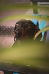 Perro raza dachshund mirando
