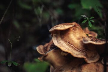 Mushroom Macro