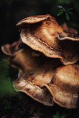 Mushroom Macro