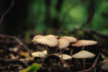 West German Autumn September Forest
