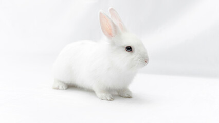 White rabbit isolated on white background. Fluffy cute bunny on a white backdrop. Domestic dwarf...