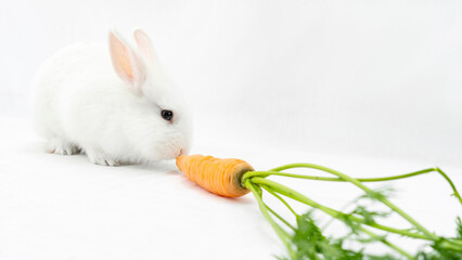 White domestic dwarf rabbit eats a carrot on a white background with copy space. Balanced organic nutrition for a pet rodent. Fluffy cute bunny funny nibbles on a carrot close-up.