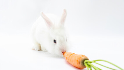 The white rabbit eats a carrot. Fluffy pygmy bunny with a carrot on a white background with copy space. Home pet rodent eats vegetables close-up.