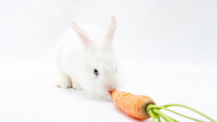 The white rabbit eats a carrot. Fluffy pygmy bunny with a carrot on a white background with copy...