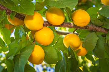 Peaches on a branch against a background of green leaves