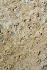 A stone from sedimentary rock with fossil Mollusks. Cockle (bivalve)  in the family Cardiidae.