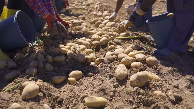 Multiple workers hands picking potatoes in potato field.
Workers picking potatoes in their buckets work in the harvested potato field.
