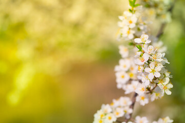 White flowers bloom in the trees. Spring landscape with blooming sakura tree. Beautiful blooming garden on a sunny day. Copy space for text.